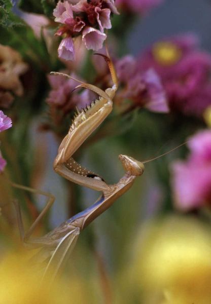 USA, Oregon Praying mantis on static flower